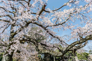 東京都文京区後楽園の日本庭園の満開のしだれ桜と青空
