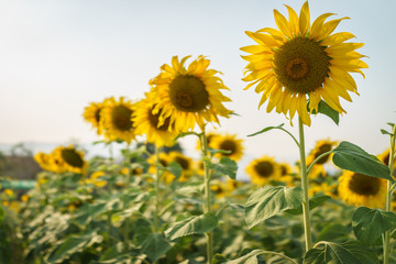 Sunflower field with cloudy blue sky. focus right