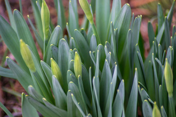 Fresh green grass in the backyard with flower buds, close-up springtime background, green leaves, nature