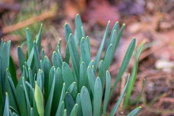 Fresh green grass in the backyard with flower buds, close-up springtime background, green leaves, nature