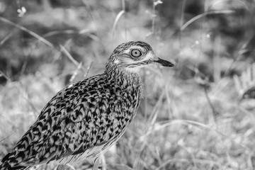 portrait of african thick knee