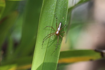 Spinne in Sri Lanka - Oxyopes shweta