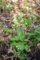 Primula vulgaris, wild primula or common pimrose in bloom during spring in the forest of estate Middachten in Gelderland in the Netherlands