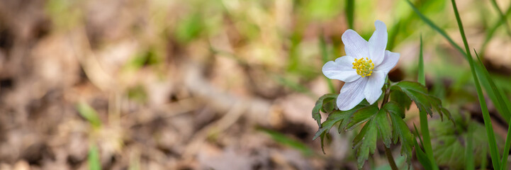 Blooming wood anemone background with hedera in the front