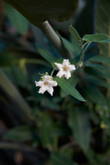 Araujia sericifera