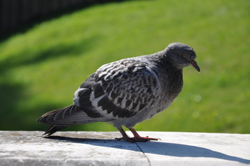 pigeon in the park