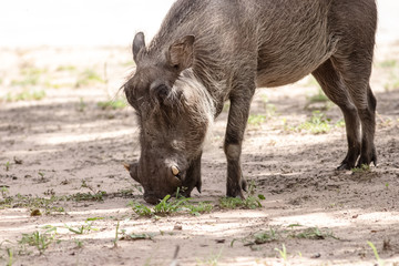 wild boar on its knees eating