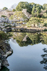 Fototapeta na wymiar 東京都新宿区の日本庭園に咲く桜