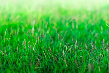 Green grass natural background texture