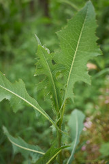 Lactuca serriola