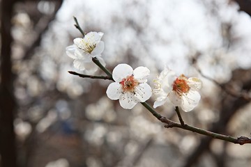 수봉공원에서찍은매화꽃입니다