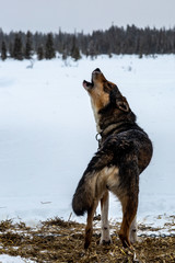 Husky howling