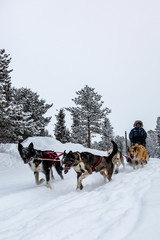 Fototapeta na wymiar Sled Dog in the snow