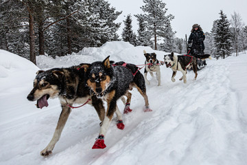 Sled Dog in the snow