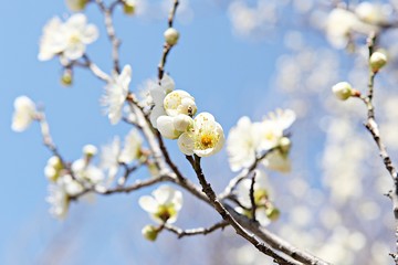 수봉공원에서찍은매화꽃입니다