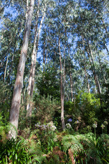 Eucalyptuswald