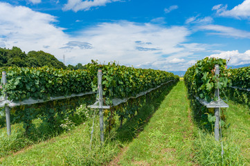 Vineyard summer landscape with rows of grape plants and grass