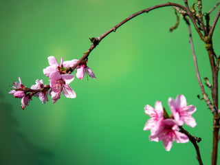 Blossoms of a peach tree in full bloom with green background