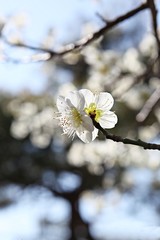 수봉공원에서찍은매화꽃입니다