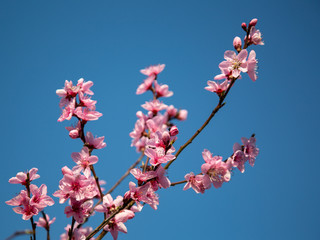 Blossoms of a peach tree in full bloom and blue sky as background