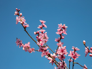 Blossoms of a peach tree in full bloom and blue sky as background