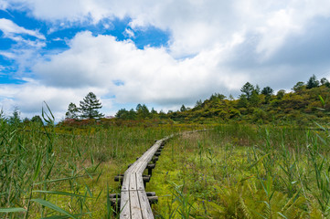 Fototapeta premium Wooden elevated footpath in the forest. Environment conservation, protection