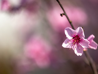 Blossoms of a peach tree in full bloom with blurry background