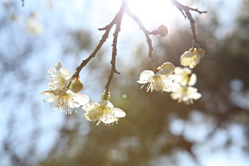 수봉공원에서찍은매화꽃입니다