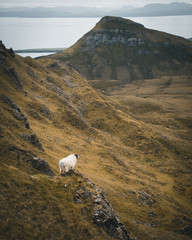 Isle of Skye - obrazy, fototapety, plakaty