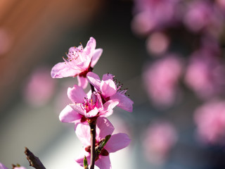 Blossoms of a peach tree in full bloom with blurry background