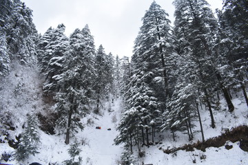 Indian Institute of Advanced Studies