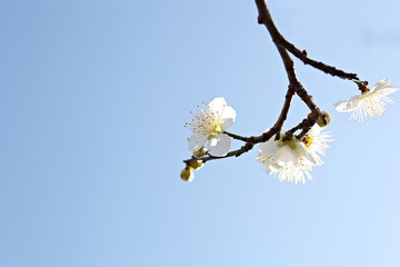 수봉공원에서찍은매화꽃입니다