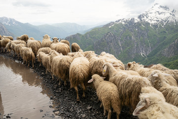 Owce © Witold