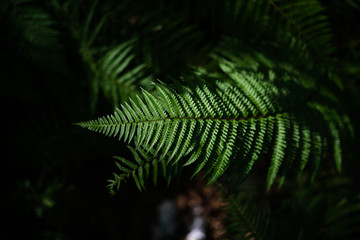 Paproć © Witold