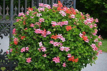 Background of pink and red Pelargonium flowers (commonly known as geraniums, pelargoniums or storksbills) and fresh green leaves in a garden pot, beautiful outdoor floral background