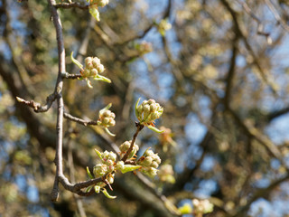 Pyrus communis | Floraison printanière du Poirier commun