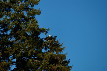 Obraz premium Seeadler, Kanada