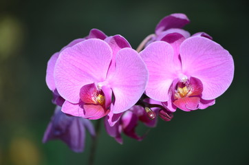 Close up of vivid pink purple Phalaenopsis orchid flowers in full bloom in a garden pot in a sunny summer day, beautiful outdoor floral background photographed with soft focus