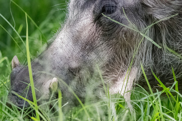 Fototapeta premium wild boar face close up