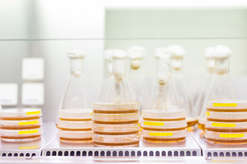 Cell culture samples on LB agar medium in petri dishes and Erlenmeyer flask in laminar flow. Agar...