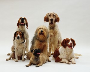 Beautiful shot of different dog breeds resting on a white surface with a white background