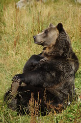 Yoga Grizzly