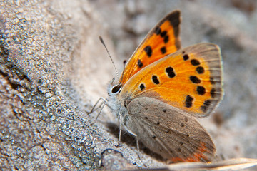 Small heath (Coenonympha pamphilus) is a butterfly species belonging to the family Nymphalidae. Closeup of small heath butterfly .