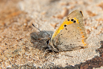 Small heath (Coenonympha pamphilus) is a butterfly species belonging to the family Nymphalidae. Closeup of small heath butterfly .
