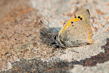 Small heath (Coenonympha pamphilus) is a butterfly species belonging to the family Nymphalidae. Closeup of small heath butterfly .