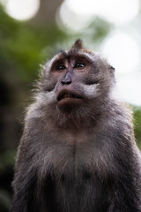 Małpa © Witold