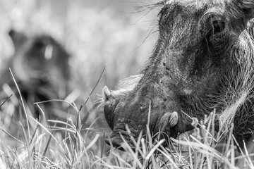 wild boar face close up black and white