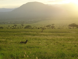 landscape in Kenya