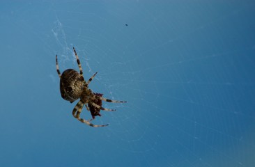 Spinne