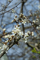 Beautiful flowering tree branch. Spring flower background over blue sky.